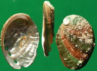 conchiglie colorate di Haliotis discus hannai Ino.
