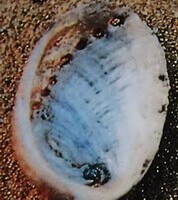 un mollusco di Haliotis ovina Gmelin.