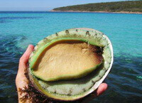un mollusco di Haliotis ruber Leach.