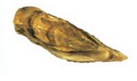 a yellowish narrow shellfish of Ostrea gigas gigas Thunberg