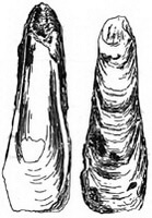 a drawing of Ostrea denselamellosa Lischke