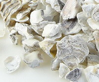 pieces and blocks of Oyster Shell
