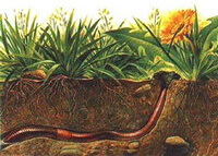 a colorful drawing of Pheretima aspergillum E.Perrier,a worm is crawling in the tunnel under dandelion grass field