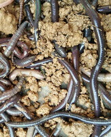 many earthworms of Pheretima aspergillum E.Perrier crawl in mud