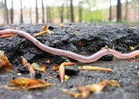 a living earthworm of Pheretima guillelmi Michaelsen crawls on ground.