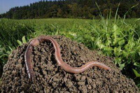 an earthworm of Pheretima vulgaris Chen crawls on moist soil in a grass field in cloudy day