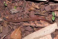 an earthworm of Pheretima vulgaris Chen crawls on surface of field