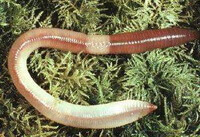 an earthworm of Pheretima vulgaris Chen crawls in grass.