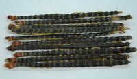 Scolopendra
