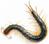 et insekt af Scolopendra subspinipes mutilans L. Koch. krymper sin krop til S-kurver