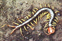 et insekt af Scolopendra subspinipes mutilans L. Koch. kravler på jorden