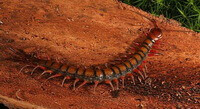 et insekt af Scolopendra subspinipes mutilans L. Koch. kravler på en eller anden stamme.