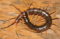 et insekt af Scolopendra subspinipes mutilans L. Koch. krymper sin krop til Q-form.