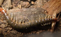 Et insekt af Scolopendra subspinipes mutidens Newport kravler på bark.