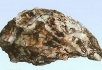 a shellfish of Ostrea denselamellosa Lischke.