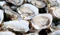 many shellfishes of Ostrea rivularis Gould.