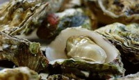 shellfishes of Ostrea talienwhanensis Crosse are piled together,with one shellfish is opened