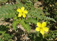 flowering plants of Tribulus cistoides L with small yellow flowers grow in field