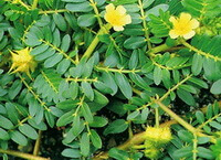 flowering plants of Tribulus terrestris L. with small yellowish flowers grow together