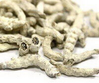 some whitish herb pieces of Stiff Silkworm are piled together