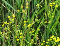 flowering plant of Bupeurum scorzonerifolium Willd,with many small yellow flowers