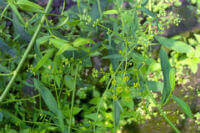 a flowering plant of Bupleurum chinense DC,with small yellow flowers