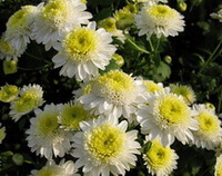 blomsterblade af Chrysanthemum morifolium Ramat.