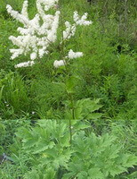 una planta con flores de Cimicifuga dahurica Turcz.Maxim., con espigas de flores blancas