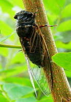 a living Cryptotympana pustulata Fabr,a living Cicada on a tree branch