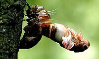 a Cicada comes out from its slough on a tree