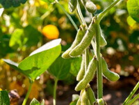 growing plant of Glycine max L.Merr.,with pods