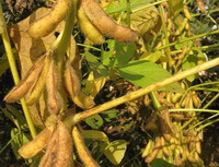 dried pods are hanging on plants of Glycine max L.Merr.