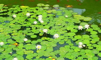 blomstrende planter af Lemna minor vokser i damvand,med hvide blomster