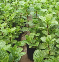 potted growing shrubs of Mentha haplocalyx Briq.