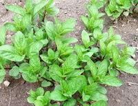 some shrubs of Mentha haplocalyx Briq.var.piperascens growing in a cluster
