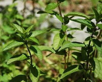 three growing plants of Mentha x piperta L in the sun