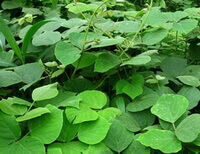 green plants of Pueraria thomsonii Benth