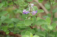 flowering plant of Vitex trifolia L. var. simplicifolia,with green leaves and pink flowers