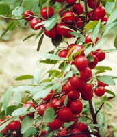 La fructification de la branche de Prunus humilis Bge avec beaucoup de fruits rouges qui poussent sur la branche, et beaucoup de feuilles vertes