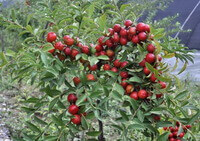 Arbre fruitier de Prunus humilis Bge avec beaucoup de fruits rougeâtres et des feuilles vertes qui poussent sur la branche.
