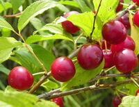 La branche fructifère de Prunus humilis Bge avec quelques fruits rouges se développe dans le champ ensoleillé