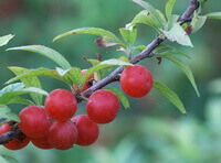 plusieurs baies rouges de Prunus japonica Thunb et des feuilles vertes poussent sur une petite branche