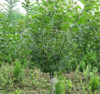 un arbre de Prunus triloba Lindl pousse dans le champ avec d autres arbres