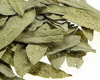pale green dried leaves of Senna Leaf
