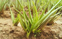 plants of Aloe chinensis Berger. with light green leaves grow in sand field