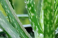 several green leaves of Aloe chinensis Berger grow in pot
