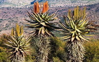 several big flowering plant of Aloe ferox Mill grow in wild field.