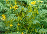 flowering shrubs of Cassia angustifolia Vahl. with many small yellow flowers grow in field