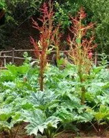 quelques plantes de Rheum officinale Baill. avec des épis de fleurs rouges brunâtres poussent dans les champs