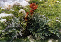 une plante à fleurs de Rheum palmatum L avec des épis de fleurs rouges pousse dans un terrain herbeux